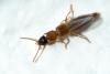 Paederinae inconnu